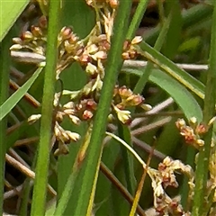 Juncus (genus) at Amaroo, ACT - 8 Feb 2025 01:02 PM
