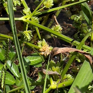 Cyperus sp. at Amaroo, ACT - 8 Feb 2025 by Hejor1