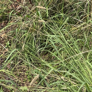 Phalaris aquatica (Phalaris, Australian Canary Grass) at Amaroo, ACT - 8 Feb 2025 by Hejor1