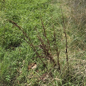 Rumex crispus (Curled Dock) at Amaroo, ACT - 8 Feb 2025 by Hejor1