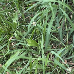 Plantago lanceolata (Ribwort Plantain, Lamb's Tongues) at Amaroo, ACT - 8 Feb 2025 by Hejor1