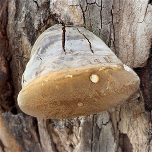 Phellinus sp. (non-resupinate) at Amaroo, ACT - 8 Feb 2025 01:41 PM