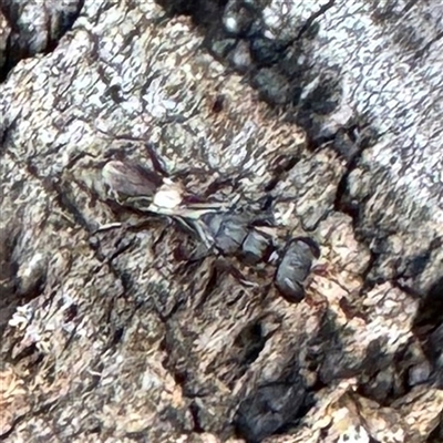 Apocrita (suborder) (Unidentified wasp) at Amaroo, ACT - 8 Feb 2025 by Hejor1