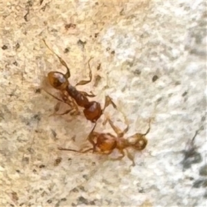 Formicidae (family) at Amaroo, ACT - 8 Feb 2025 01:41 PM