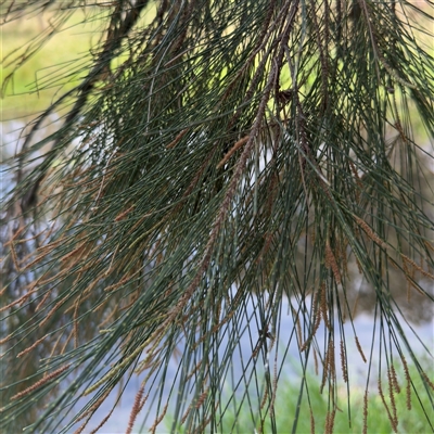 Casuarina cunninghamiana subsp. cunninghamiana (River She-Oak, River Oak) at Amaroo, ACT - 8 Feb 2025 by Hejor1