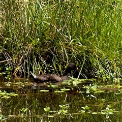 Gallinula tenebrosa (Dusky Moorhen) at Amaroo, ACT - 8 Feb 2025 by Hejor1