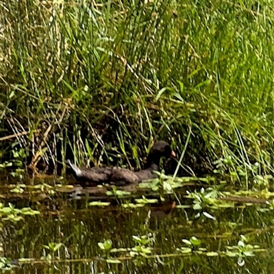 Gallinula tenebrosa (Dusky Moorhen) at Amaroo, ACT - 8 Feb 2025 by Hejor1