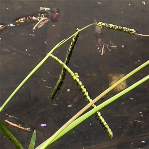 Paspalum dilatatum at Undefined Area - 8 Feb 2025 01:04 PM