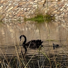 Cygnus atratus (Black Swan) at Amaroo, ACT - 8 Feb 2025 by Hejor1