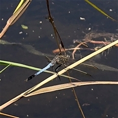 Orthetrum caledonicum (Blue Skimmer) at Amaroo, ACT - 8 Feb 2025 by Hejor1