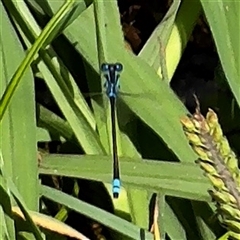 Ischnura heterosticta (Common Bluetail Damselfly) at Amaroo, ACT - 8 Feb 2025 by Hejor1