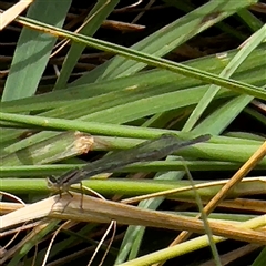 Zygoptera (suborder) (Damselfly) at Amaroo, ACT - 8 Feb 2025 by Hejor1