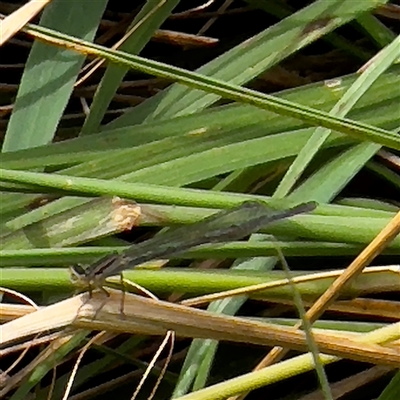 Zygoptera (suborder) (Damselfly) at Amaroo, ACT - 8 Feb 2025 by Hejor1