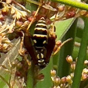 Polistes (Polistes) chinensis (Asian paper wasp) at Amaroo, ACT - 8 Feb 2025 by Hejor1