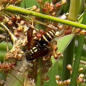 Polistes (Polistes) chinensis at Amaroo, ACT - 8 Feb 2025 01:02 PM