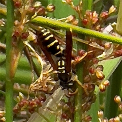 Polistes (Polistes) chinensis at Amaroo, ACT - 8 Feb 2025 01:02 PM