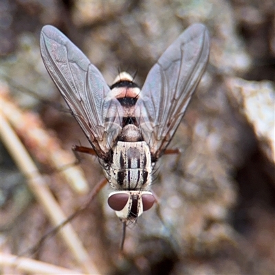 Tachinidae (family) at Amaroo, ACT - 8 Feb 2025 by Hejor1