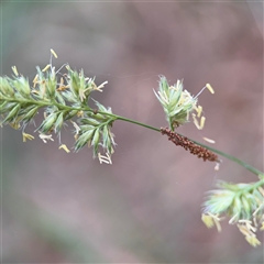 Dactylis glomerata (Cocksfoot) at Amaroo, ACT - 8 Feb 2025 by Hejor1