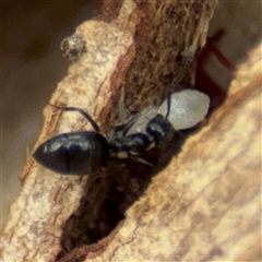 Microdon (genus) at Amaroo, ACT - 8 Feb 2025 12:53 PM