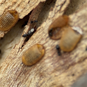 Microdon (genus) at Amaroo, ACT - 8 Feb 2025 12:53 PM