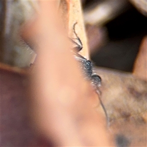 Mutillidae (family) at Amaroo, ACT - 8 Feb 2025 12:47 PM