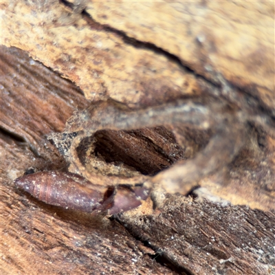 Lepidoptera unclassified IMMATURE (caterpillar or pupa or cocoon) at Amaroo, ACT - 8 Feb 2025 by Hejor1