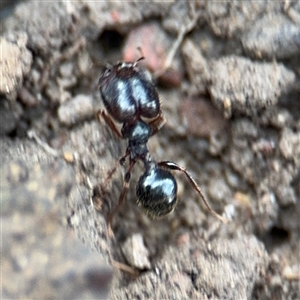 Pheidole sp. (genus) (Seed-harvesting ant) at Amaroo, ACT - 8 Feb 2025 by Hejor1