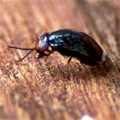 Depressa sp. (genus) at Amaroo, ACT - 8 Feb 2025 by Hejor1