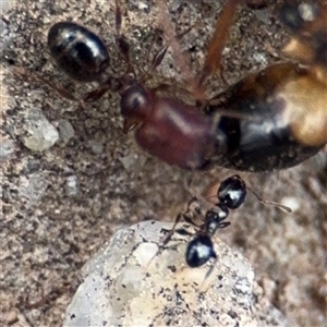 Camponotus consobrinus (Banded sugar ant) at Amaroo, ACT - 8 Feb 2025 by Hejor1