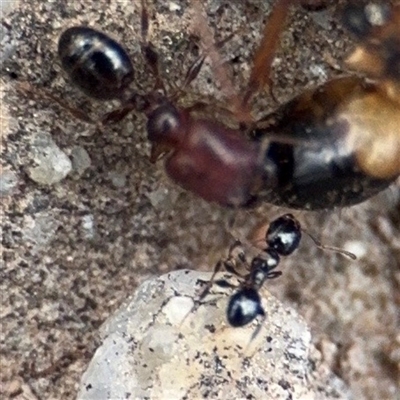 Camponotus consobrinus (Banded sugar ant) at Amaroo, ACT - 8 Feb 2025 by Hejor1