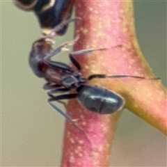 Iridomyrmex sp. (genus) (Ant) at Amaroo, ACT - 8 Feb 2025 by Hejor1