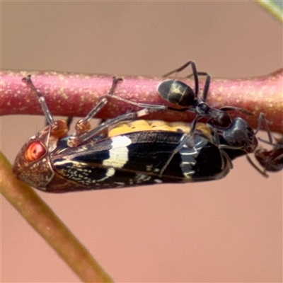 Eurymeloides pulchra at Amaroo, ACT - 8 Feb 2025 by Hejor1