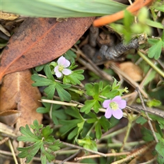 Geranium sp. Pleated sepals (D.E.Albrecht 4707) Vic. Herbarium (Naked Crane's-bill) at Amaroo, ACT - 8 Feb 2025 by Hejor1