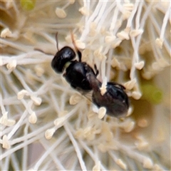 Hylaeus sp. (genus) (A masked bee) at Amaroo, ACT - 8 Feb 2025 by Hejor1