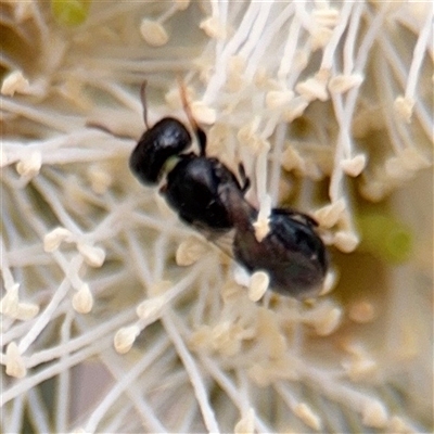 Euryglossinae (subfamily) at Amaroo, ACT - 8 Feb 2025 by Hejor1