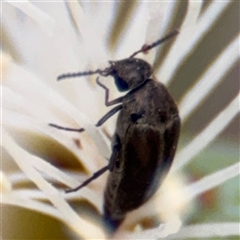 Mordella sp. (genus) (Pintail or tumbling flower beetle) at Amaroo, ACT - 8 Feb 2025 by Hejor1