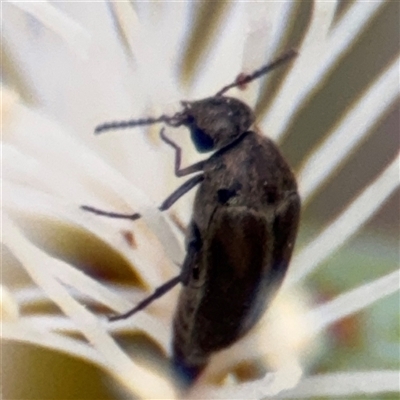 Mordella sp. (genus) (Pintail or tumbling flower beetle) at Amaroo, ACT - 8 Feb 2025 by Hejor1