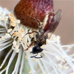 Lasioglossum (Homalictus) punctatum (A halictid bee) at Amaroo, ACT - 8 Feb 2025 by Hejor1