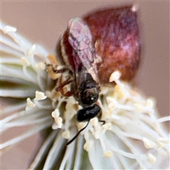 Lasioglossum (Homalictus) punctatum at Amaroo, ACT - 8 Feb 2025 12:13 PM