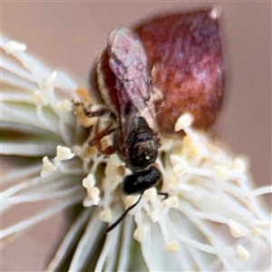 Lasioglossum (Homalictus) punctatum at Amaroo, ACT - 8 Feb 2025 12:13 PM