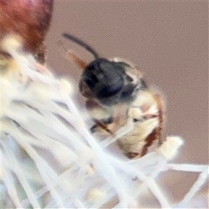 Lasioglossum (Homalictus) punctatum at Amaroo, ACT - 8 Feb 2025 12:13 PM