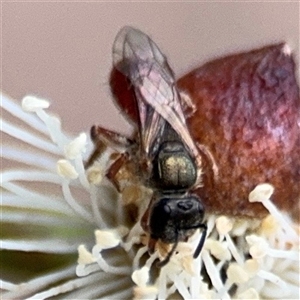 Lasioglossum (Homalictus) punctatum at Amaroo, ACT - 8 Feb 2025 12:13 PM