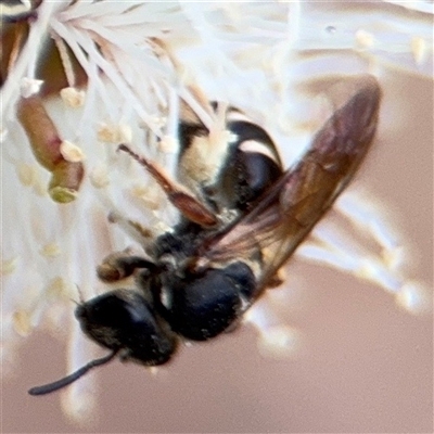 Lasioglossum (Chilalictus) bicingulatum (Halictid Bee) at Amaroo, ACT - 8 Feb 2025 by Hejor1