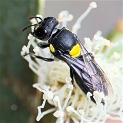 Hylaeus (Euprosopoides) rotundiceps (Hylaeine colletid bee) at Amaroo, ACT - 8 Feb 2025 by Hejor1