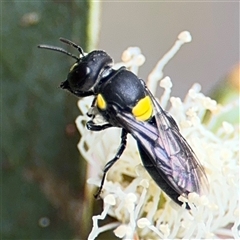 Hylaeus (Euprosopoides) rotundiceps at Amaroo, ACT - 8 Feb 2025 12:11 PM