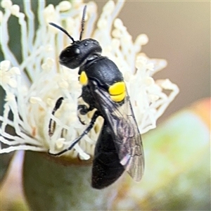 Hylaeus (Euprosopoides) rotundiceps at Amaroo, ACT - 8 Feb 2025 12:11 PM