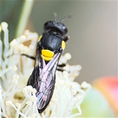 Hylaeus (Euprosopoides) rotundiceps at Amaroo, ACT - 8 Feb 2025 12:11 PM