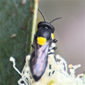 Hylaeus (Euprosopoides) rotundiceps at Amaroo, ACT - 8 Feb 2025 12:11 PM