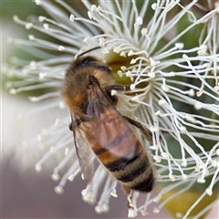 Apis mellifera (European honey bee) at Amaroo, ACT - 8 Feb 2025 by Hejor1