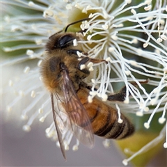 Apis mellifera at Amaroo, ACT - 8 Feb 2025 11:50 AM